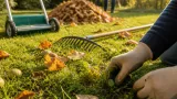 Désherber la pelouse en automne : quand et comment limiter l'invasion au printemps