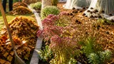 Avant la première gelée, le geste prioritaire au jardin que recommandent les spécialistes