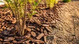 Préférez l'écorce de pin en gros morceaux : un paillis qui protège vos massifs jusqu'à 4 ans