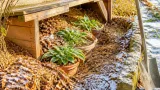 Hostas en pot : une méthode simple avant l’hiver pour éviter les pertes au gel
