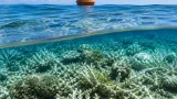 96 % des récifs coralliens peu profonds jugés « en danger critique » d'ici 2075, alerte l'UICN