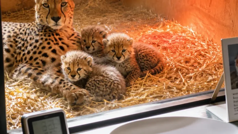 Quatre guépardeaux naissent au zoo de Montpellier, un renfort pour la conservation en Europe