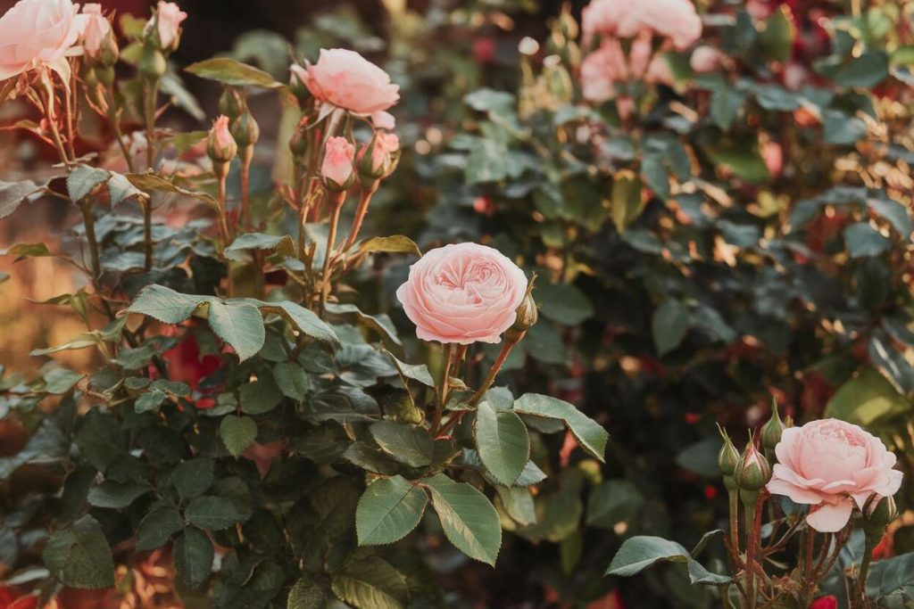 Rosiers fatigués ? Cette infusion maison les booste en 3 jours