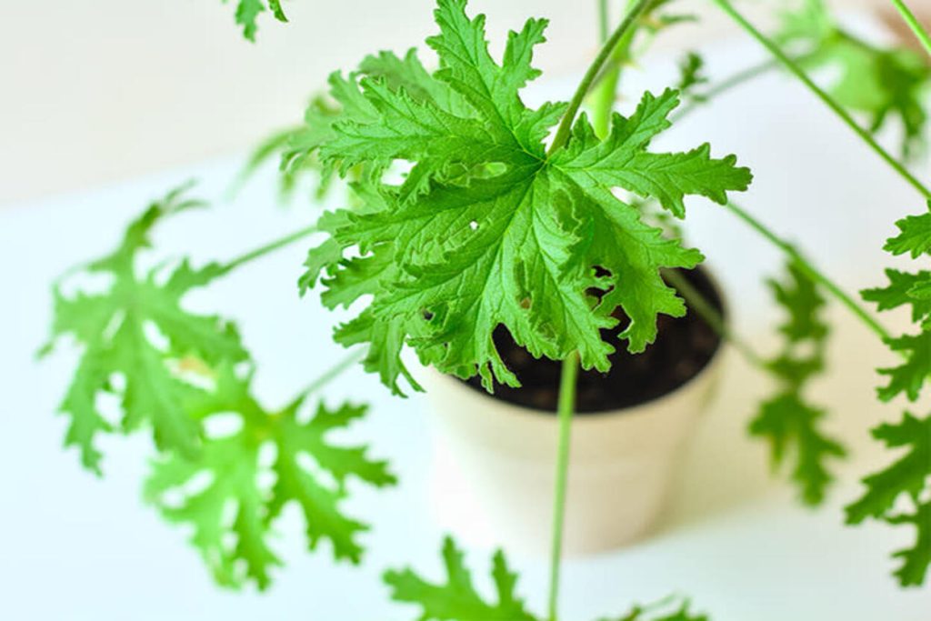 marre des moustiques cette plante magique les fait fuir tout l’été