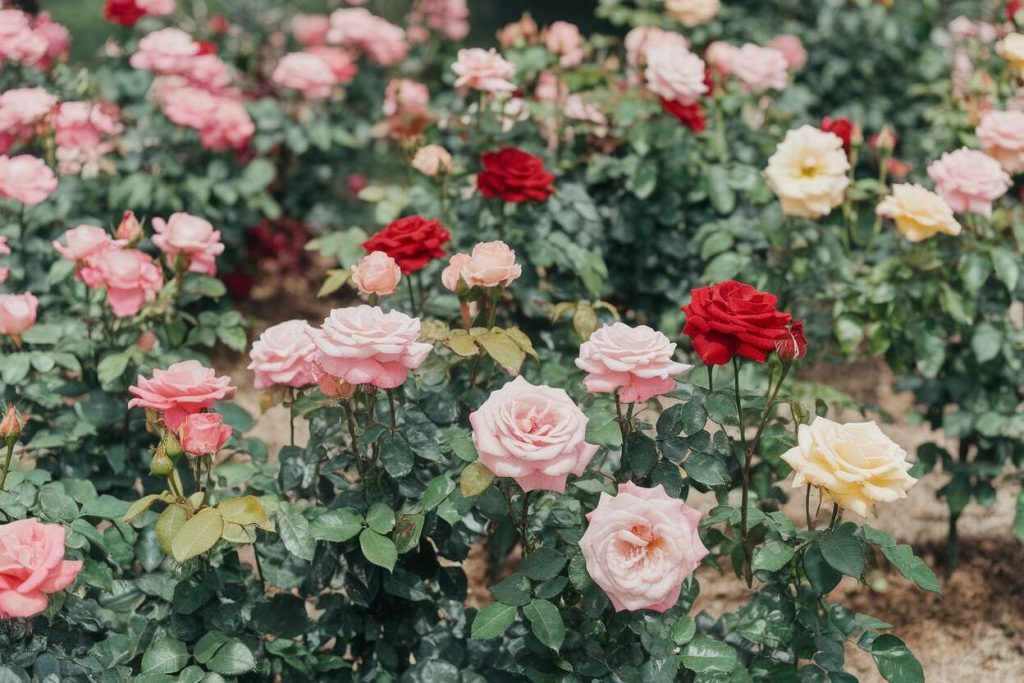 En mai, ce simple ingrédient à déposer au pied de vos rosiers améliore leur floraison tout l’été.