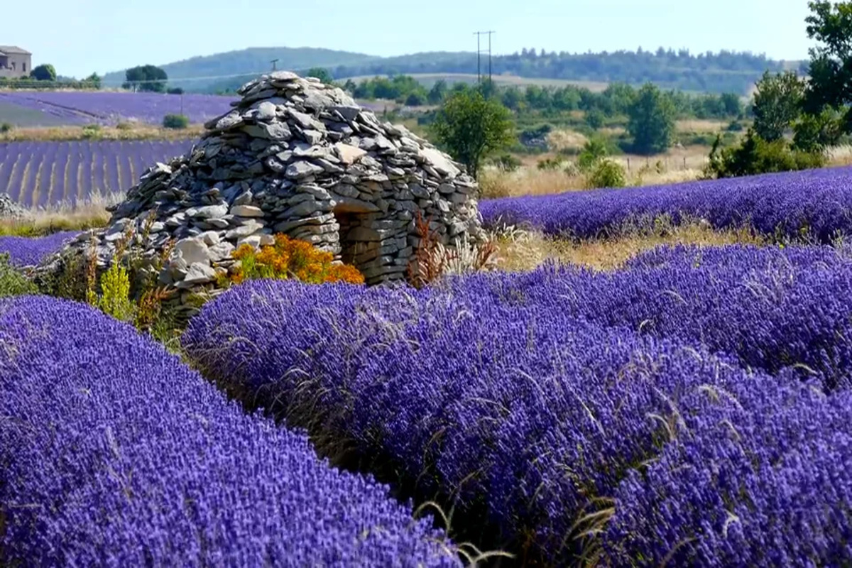 Oubliez la Provence ! Cette région de la Drôme est le nouveau paradis de la lavande, avec moins de foule et plus d’authenticité