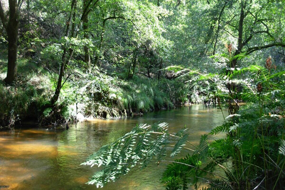 Fuyez les rivières bondées ! Cette descente en canoë sur la Leyre est une immersion en pleine « forêt galerie »