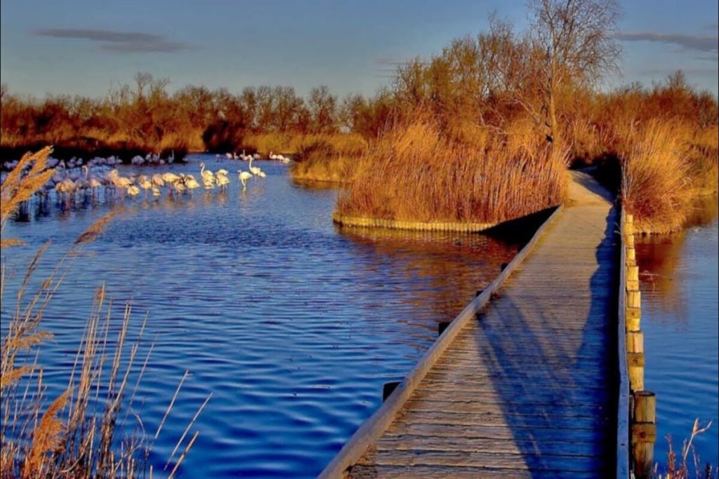 La « Petite Camargue » de la baie d&rsquo;Aigues-Mortes est une terre sauvage de traditions, de flamants roses et de chevaux blancs