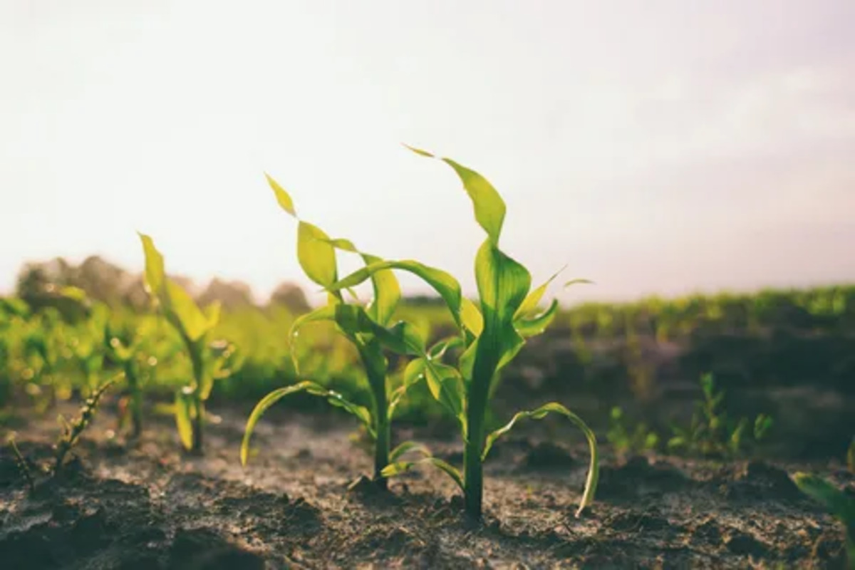 vos jeunes plants grillent au premier soleil l'astuce pour les protéger efficacement sans se ruiner