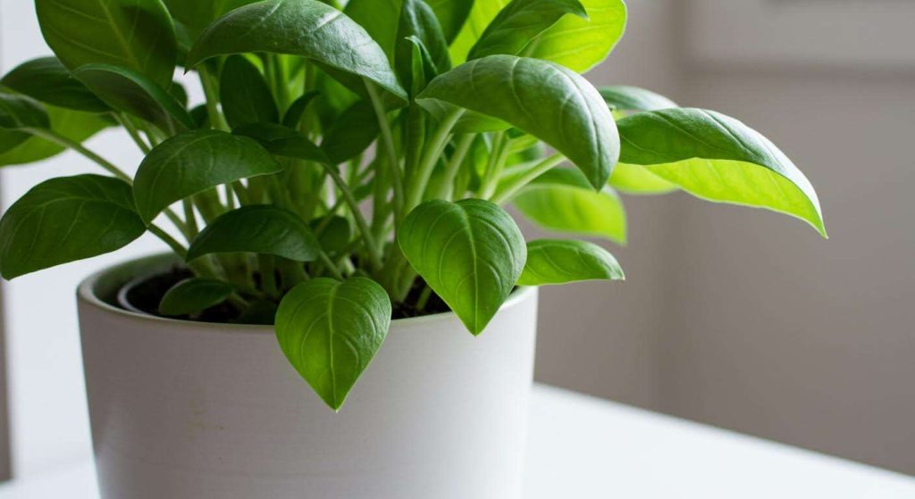 Arrêtez de mettre du gravier au fond des pots, c'est une fausse bonne idée qui noie vos plantes