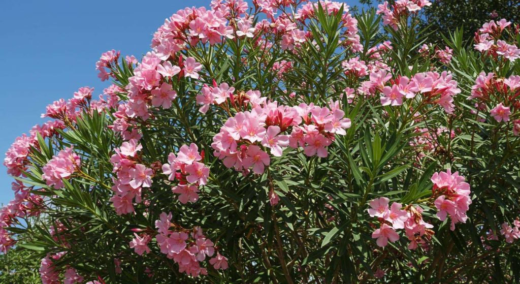 Votre laurier-rose ne fleurit pas ? Ce geste simple va le couvrir de fleurs tout l’été