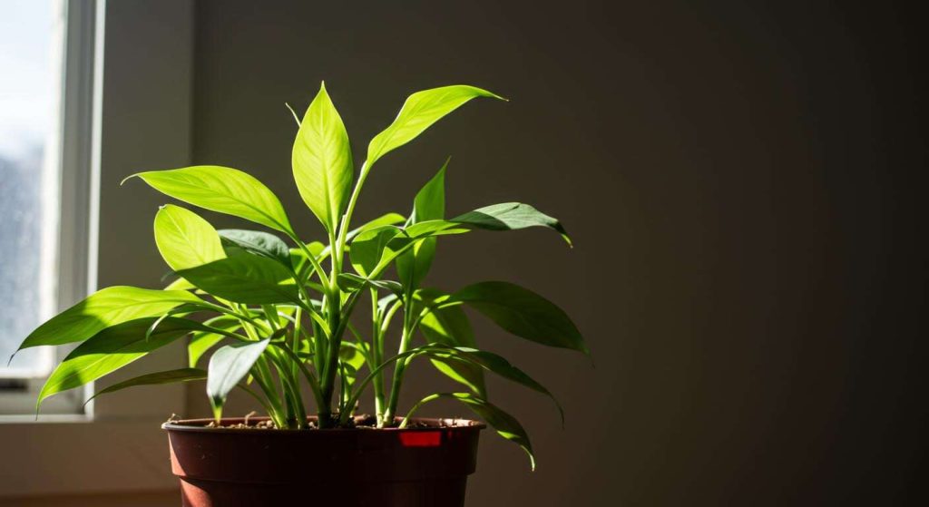 Cette astuce méconnue va faire revivre vos plantes d'intérieur qui dépérissent