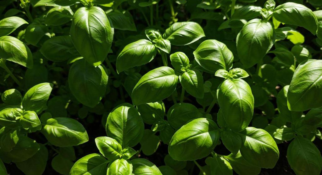 Mon basilic monte en graines trop vite : l'astuce de pro pour le garder touffu et productif jusqu'à la rentrée