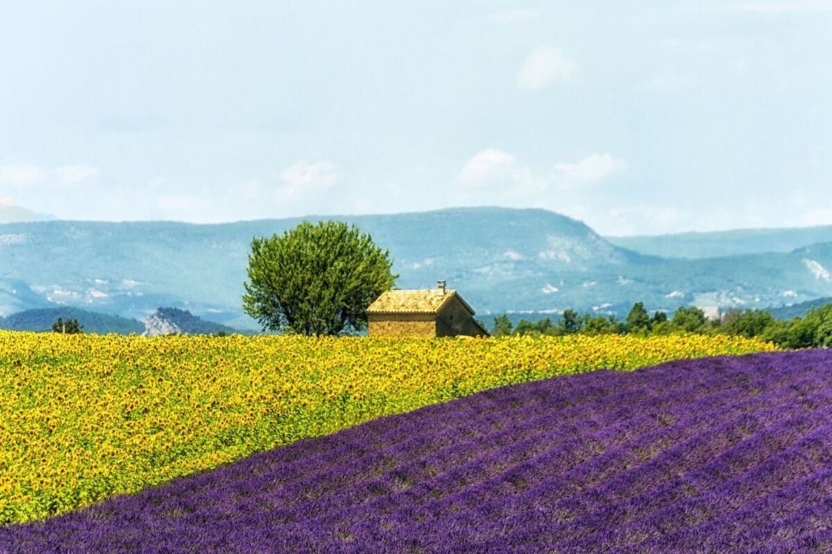 Le secret des lavandes du plateau de Valensole pour une floraison qui dure jusqu’en septembreย