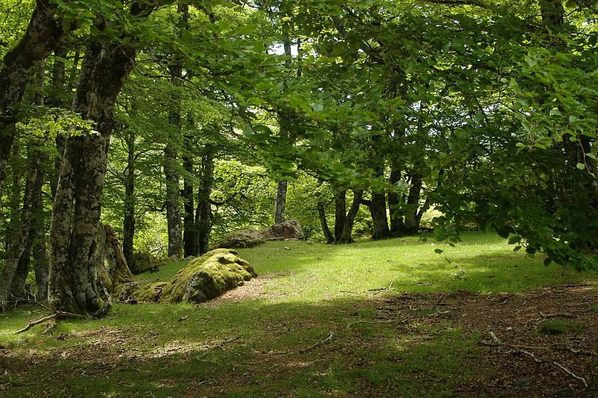 La forêt la plus fraîche de France : une randonnée sous des hêtres centenaires à l’abri du soleil