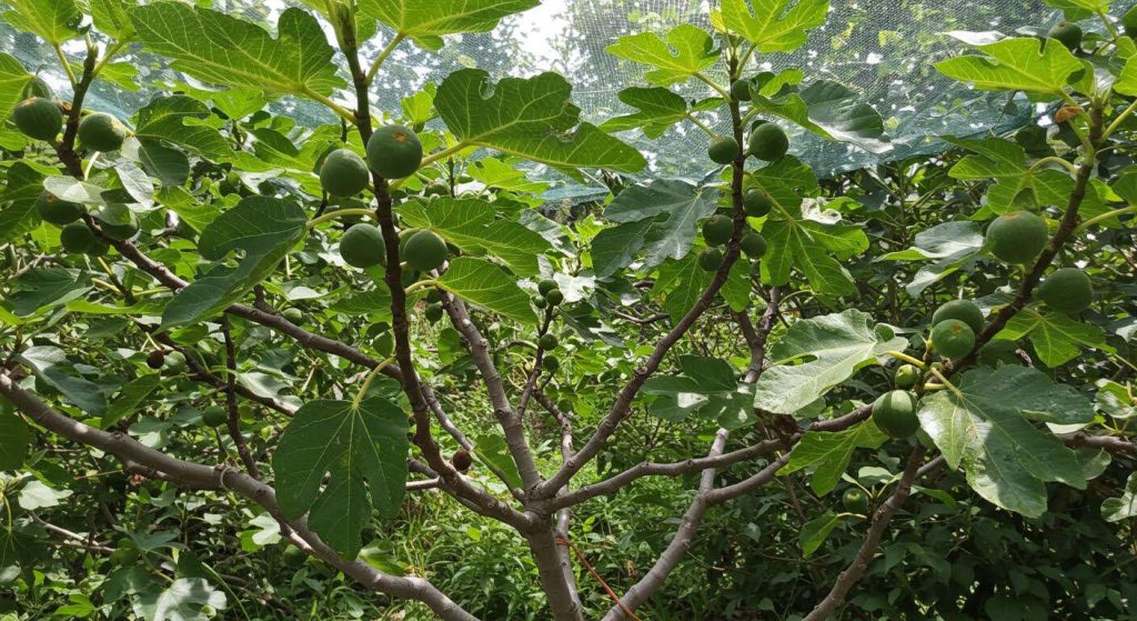 Les oiseaux dévorent vos figues ? L'astuce du filet de protection invisible