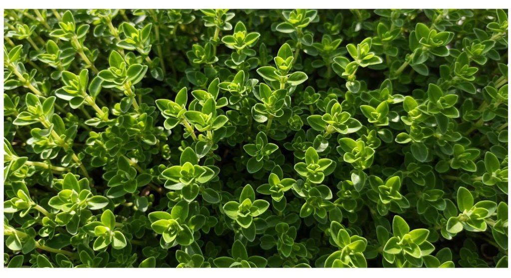 La seule herbe aromatique increvable qui pousse même si vous n'avez pas la main verte (Le Thym)