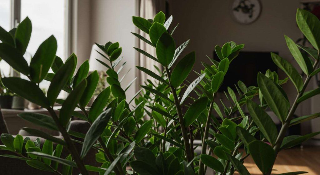 La plante d'intérieur increvable, même si votre appartement est sombre (Le Zamioculcas)
