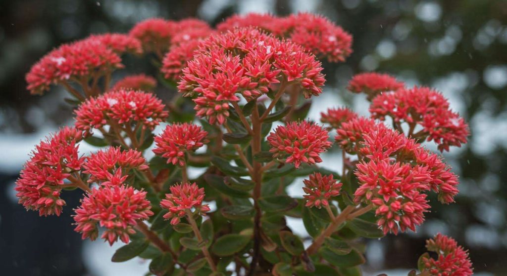 La plante grasse increvable qui survit à l'extérieur en hiver et offre des fleurs spectaculaires (Le Sedum 'Spectabile')