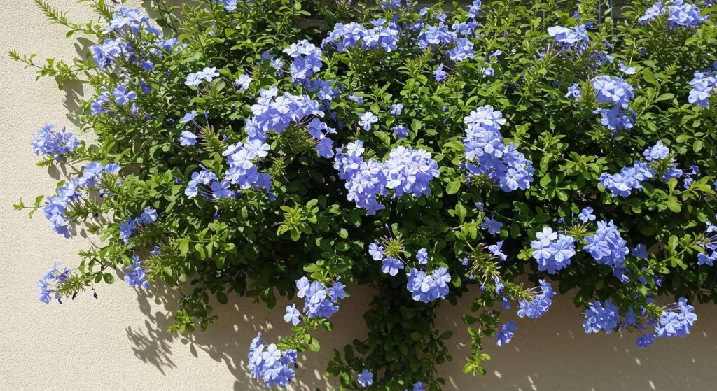 La plante grimpante increvable qui couvre un mur moche en un été, même en plein cagnard (Le Plumbago)