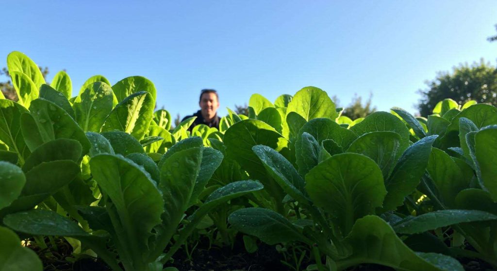 La seule astuce pour que vos salades semées en août ne montent pas en graines