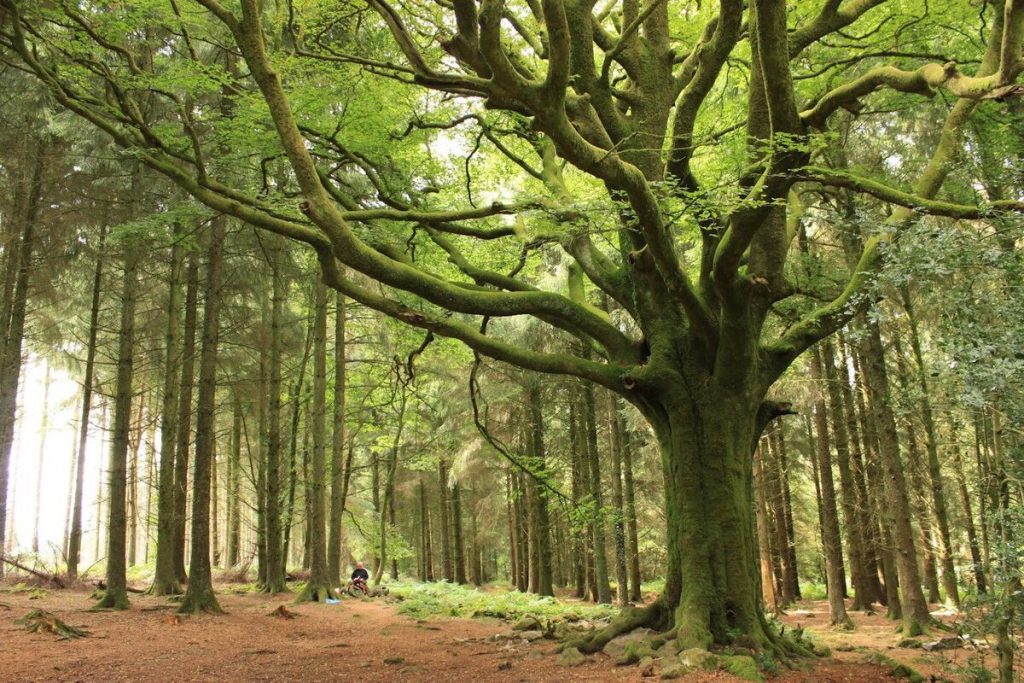 À 1h30 de Rennes, cette forêt légendaire vous plonge dans les contes du roi Arthur 