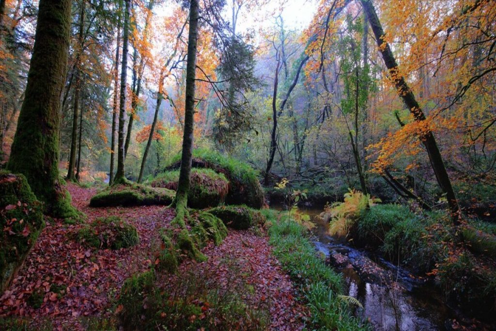 Oubliez la forêt de Brocéliande : cette forêt du Limousin est un concentré de légendes et de nature sauvage