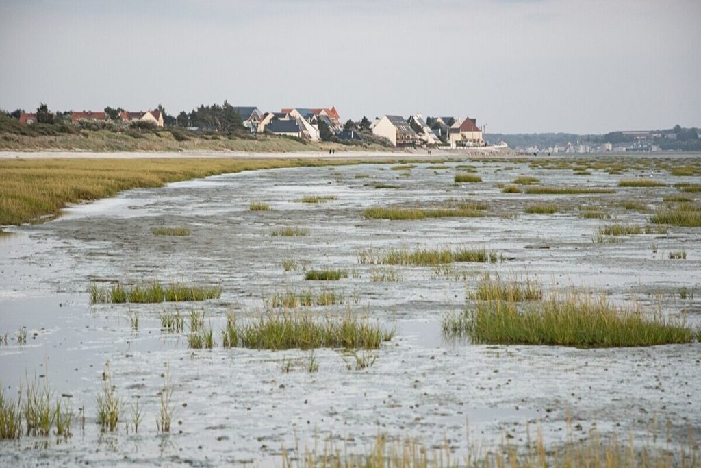 Oubliez la Camargue : la baie de Somme est un sanctuaire pour des centaines d&rsquo;espèces d&rsquo;oiseaux et une colonie de phoques