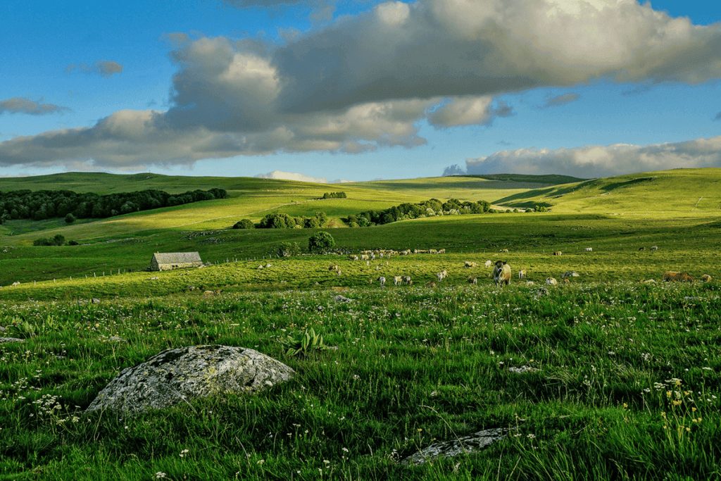 À 1h30 de Clermont-Ferrand, ce plateau sauvage est un paradis pour la randonnée et la cueillette de champignons (Plateau de l’Aubrac)