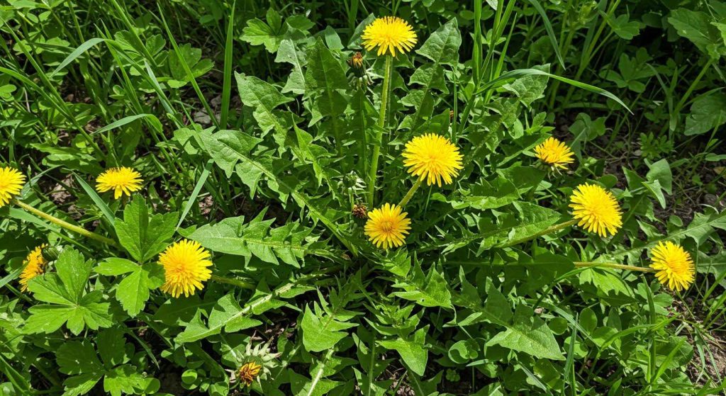 La plante que tout le monde arrache et qui est pourtant un excellent indicateur de la santé de votre sol