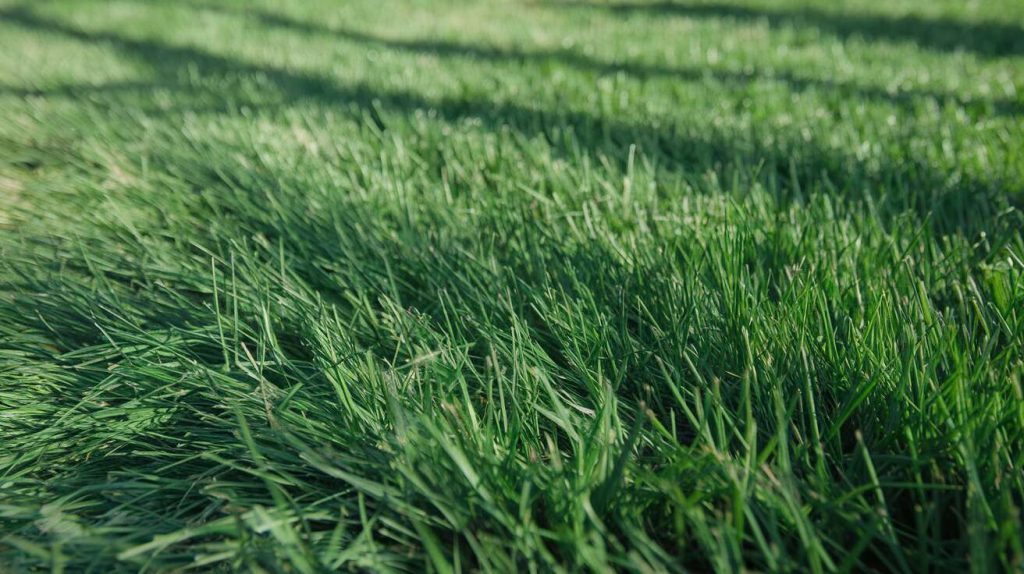 Ne jetez plus vos tontes de gazon de septembre : voici comment les utiliser pour protéger votre potager