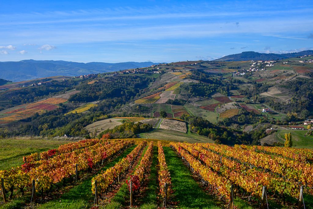 À 2h de lyon, les vignobles du beaujolais prennent des couleurs d'or en automne