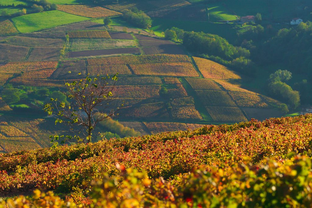 À 2h de lyon, les vignobles du beaujolais prennent des couleurs d'or en automne