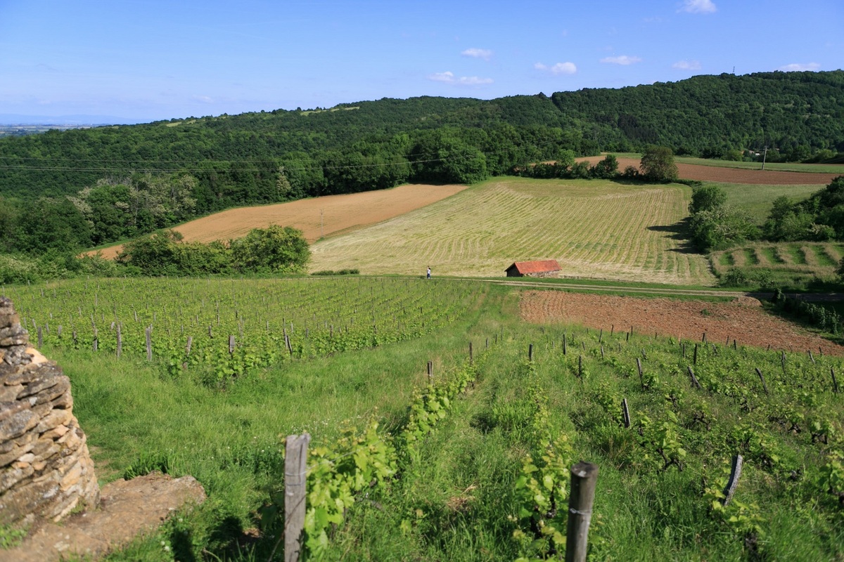 À 45 minutes de lyon, les monts d'or sont le poumon vert de la ville, parfait pour une balade dominicale