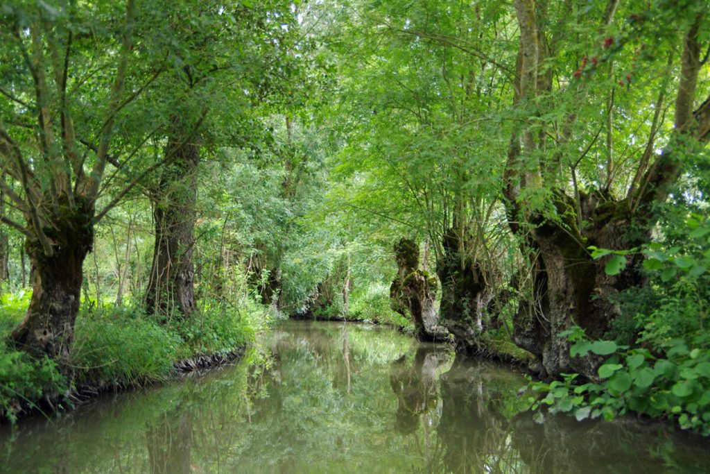 la petite amazonie française se cache dans le marais poitevin, une expérience en barque hors du temps