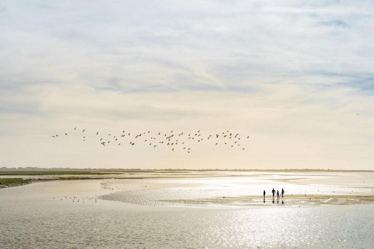 oubliez la camargue la baie de somme est un sanctuaire pour des centaines d'espèces d'oiseaux et une colonie de phoques