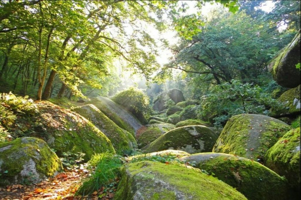 oubliez la forêt de brocéliande cette forêt du limousin est un concentré de légendes et de nature sauvage