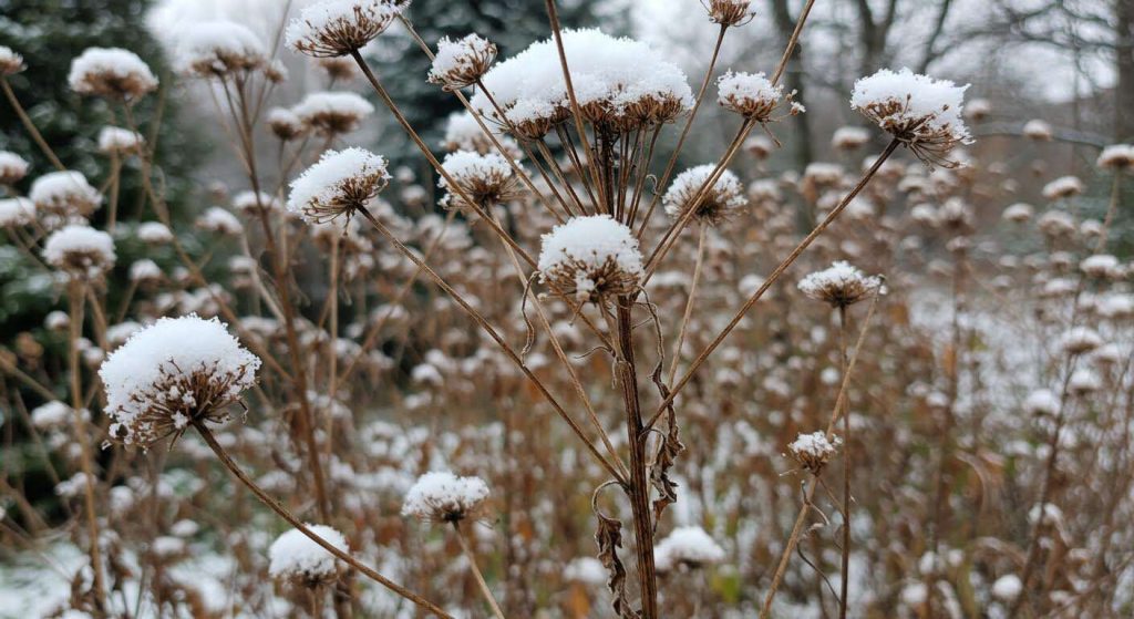 Laissez vos tiges de fleurs séchées tout l'hiver : ce geste simple est vital pour les coccinelles