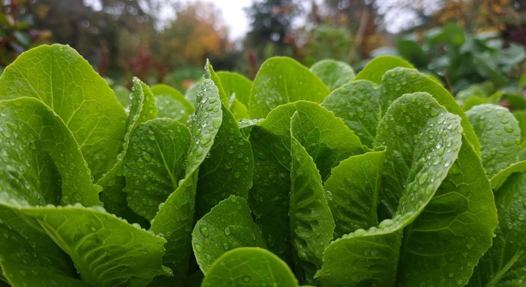 Le secret pour des récoltes de salades abondantes en plein automne qui va vous surprendre