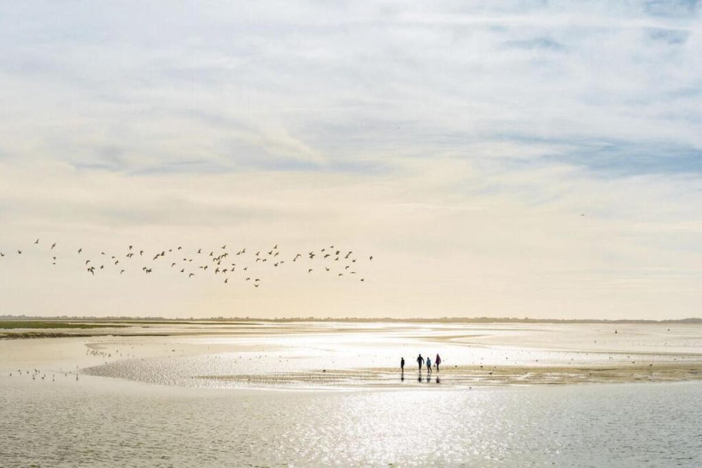 Oubliez la Camargue : la baie de Somme est un sanctuaire pour des centaines d’espèces d’oiseaux et une colonie de phoques