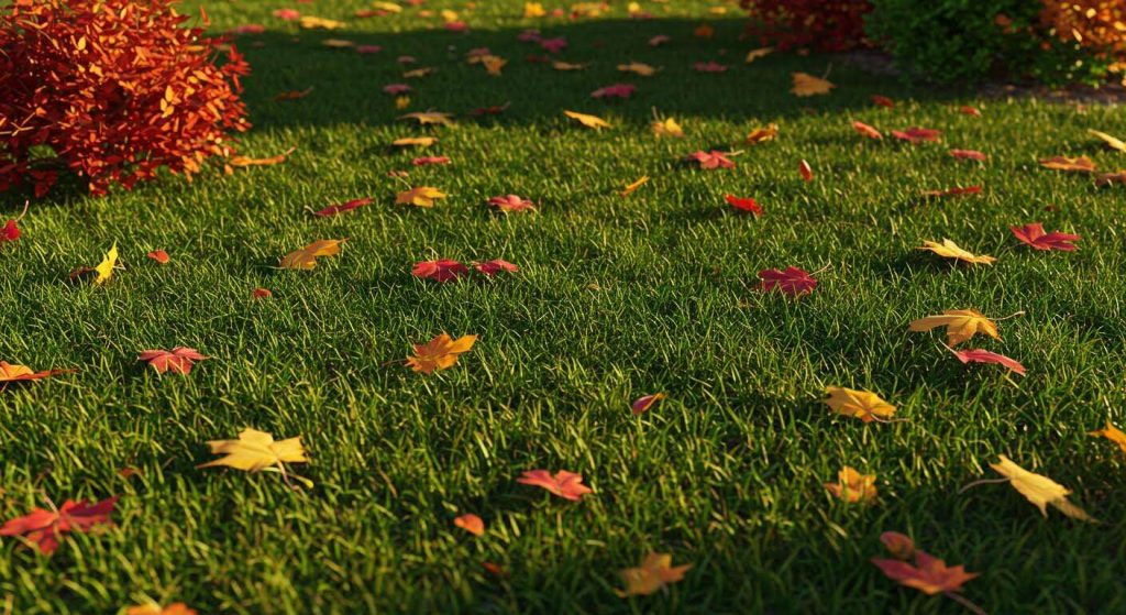 Ne laissez plus les feuilles mortes sur votre pelouse, c'est la pire erreur à faire pour la santé de votre gazon