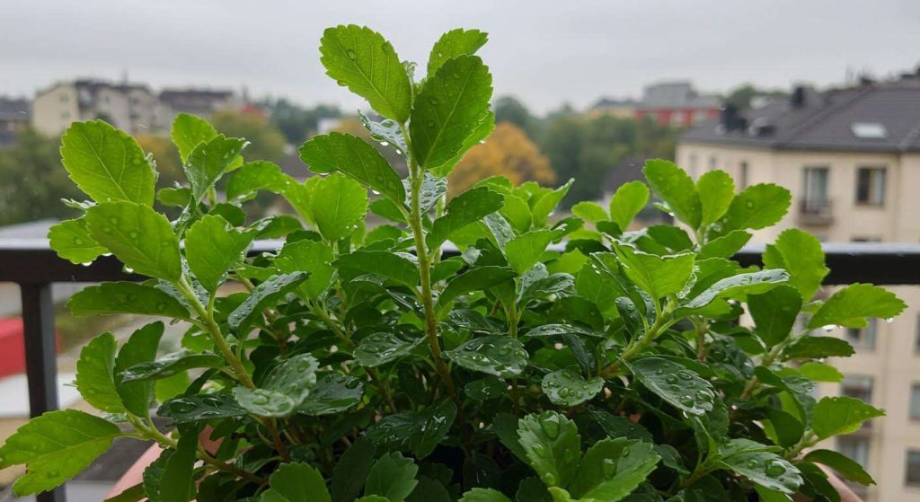 Cette plante de balcon survit à toutes les intempéries d’automne et garde son feuillage jusqu’au printemps