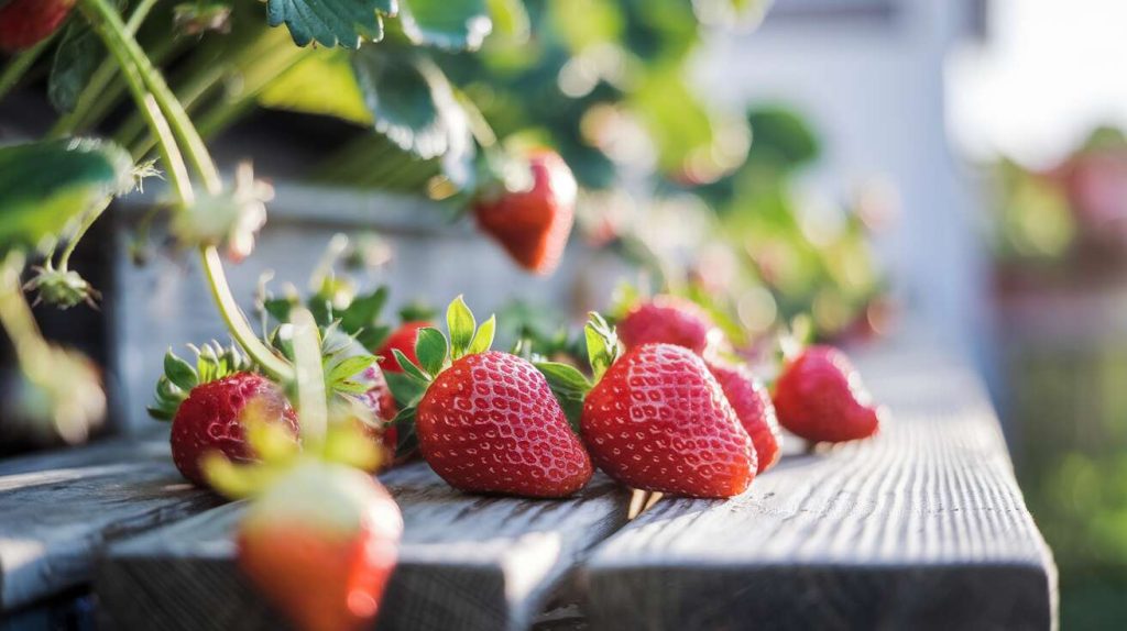 Cette astuce gratuite avec des aiguilles de pin protège vos fraisiers de l’humidité