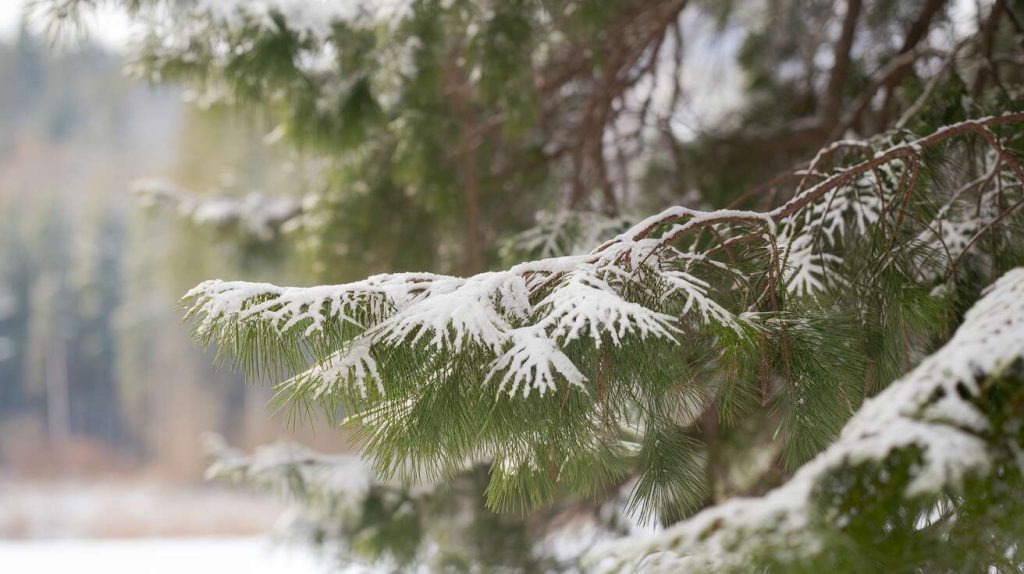 Pourquoi les jardiniers malins enterrent-ils des branches de sapin dans leur potager juste avant l&rsquo;hiver ?