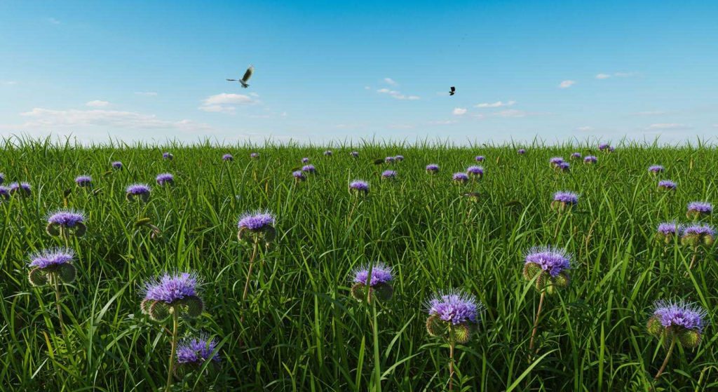 Le seul engrais vert à semer en septembre pour une terre incroyablement riche au printemps (La phacélie)