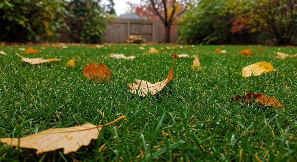 On vous a dit de tondre court en septembre, c'est une grave erreur : voici pourquoi
