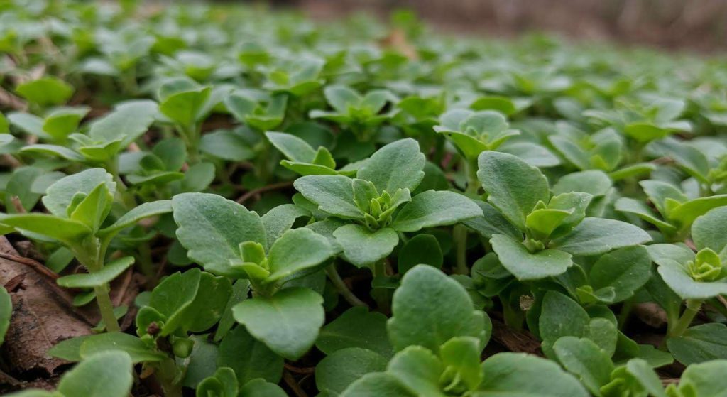 N'arrachez surtout pas cette "mauvaise herbe", c'est un excellent engrais naturel pour votre potager d'hiver (Le mouron des oiseaux)