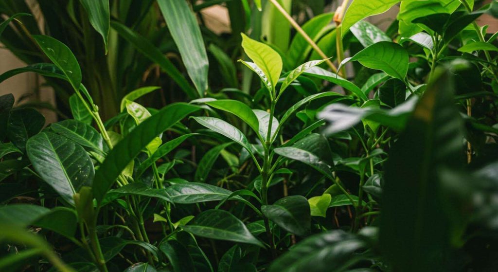 Quelles plantes aiment le marc de café : voici la liste