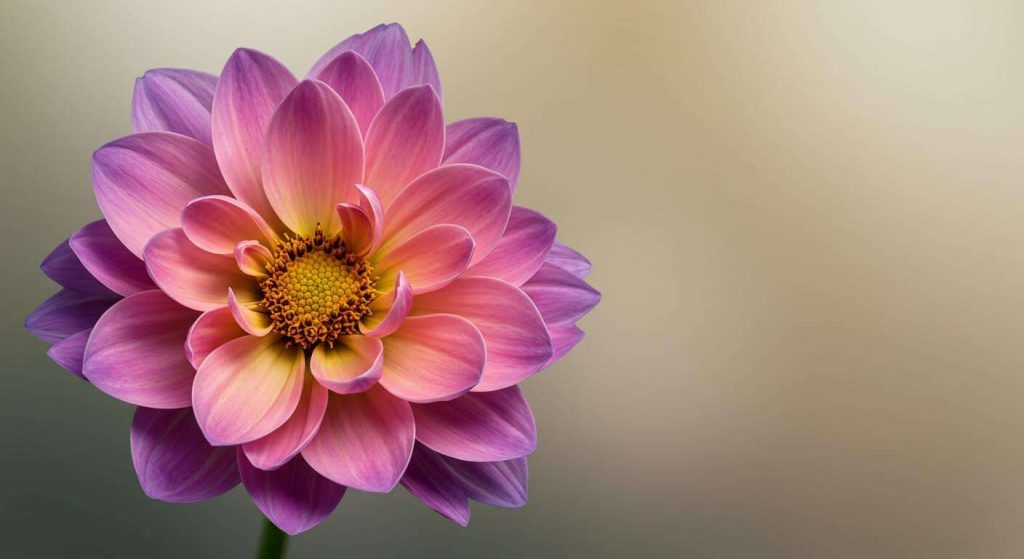 La fleur associée à votre signe : ce que cela révèle sur vous