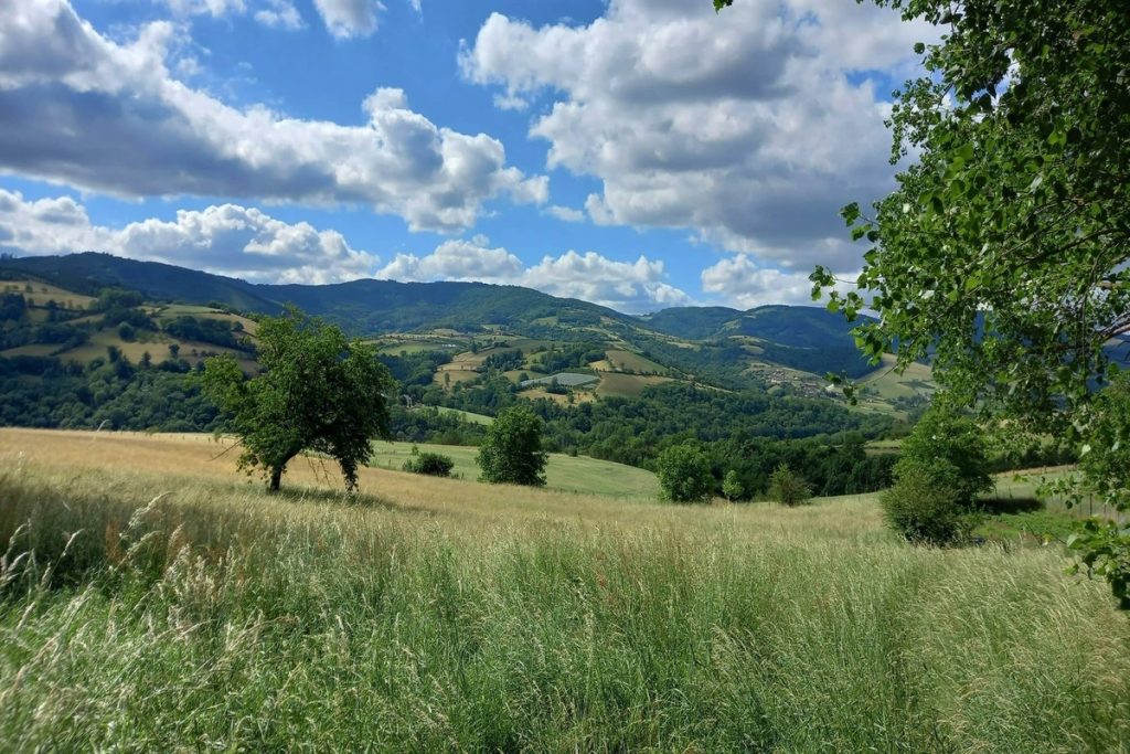 À 2h de Lyon, la cueillette des champignons dans cette forêt du Beaujolais est une tradition secrète